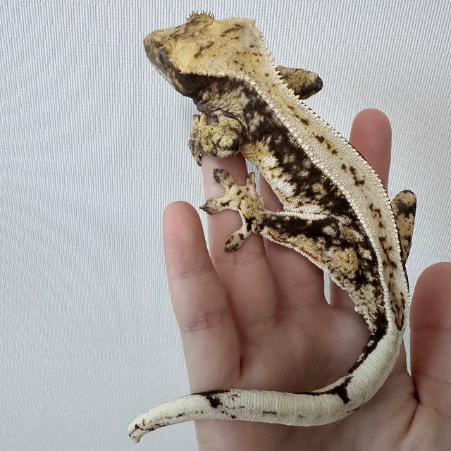 노멀 드리피 쿼드 풀핀