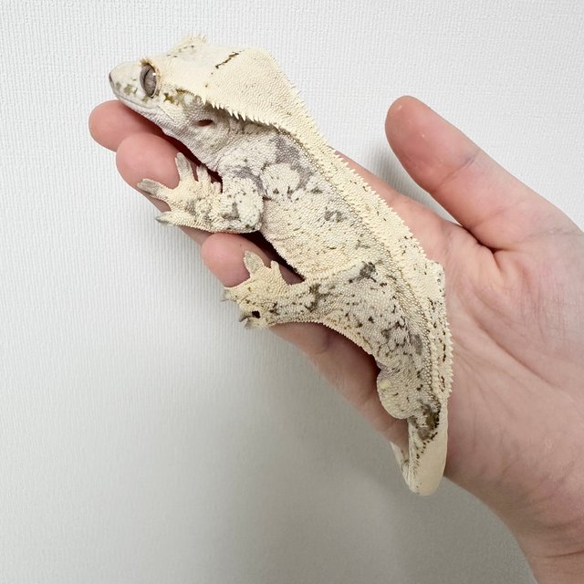 노멀 드리피 화이트스팟