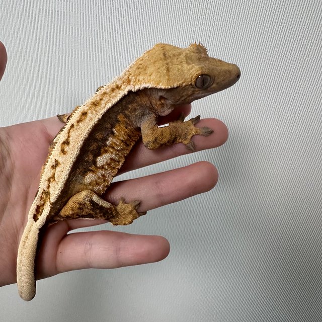 노멀 쿼드 풀핀