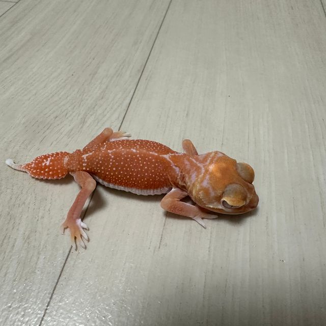 노멀