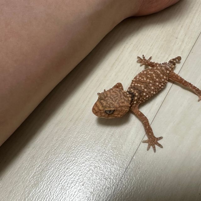고스트