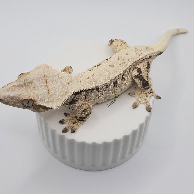 노멀 드리피 화이트스팟