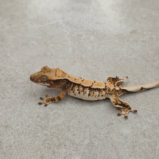 트라이 익스트림할리퀸