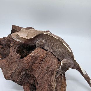 아잔틱