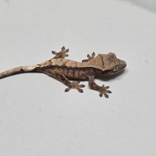 세이블