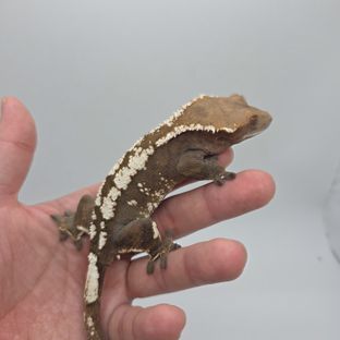 블리