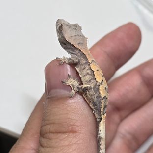 수이블