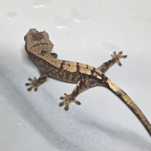 세이블
