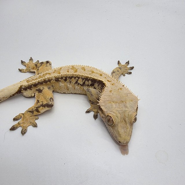 노멀 트라이 드리피