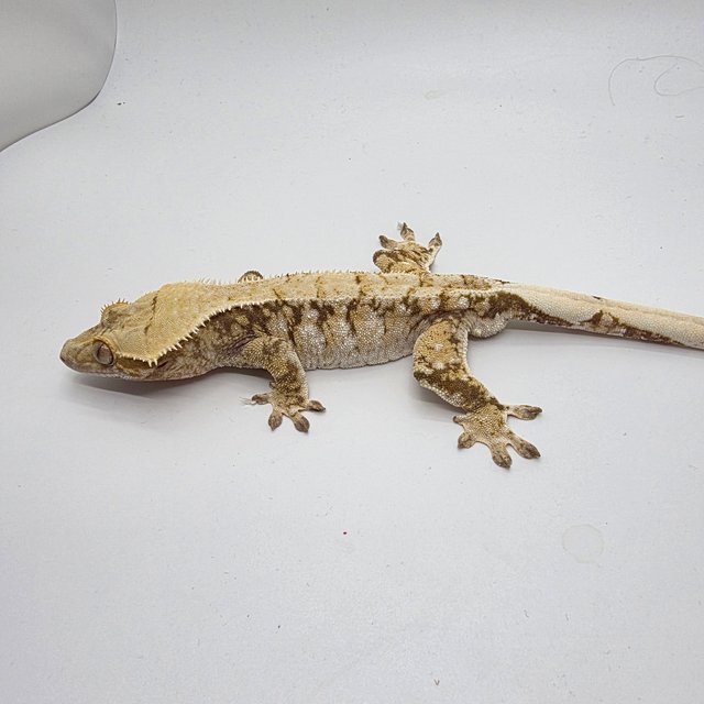 드리피 화이트스팟