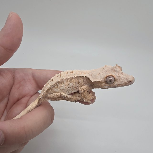 노멀 드리피 화이트스팟