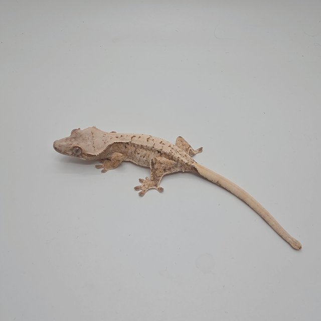 노멀 드리피 화이트스팟