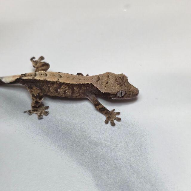 세이블