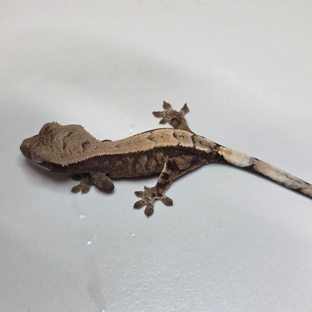 세이블