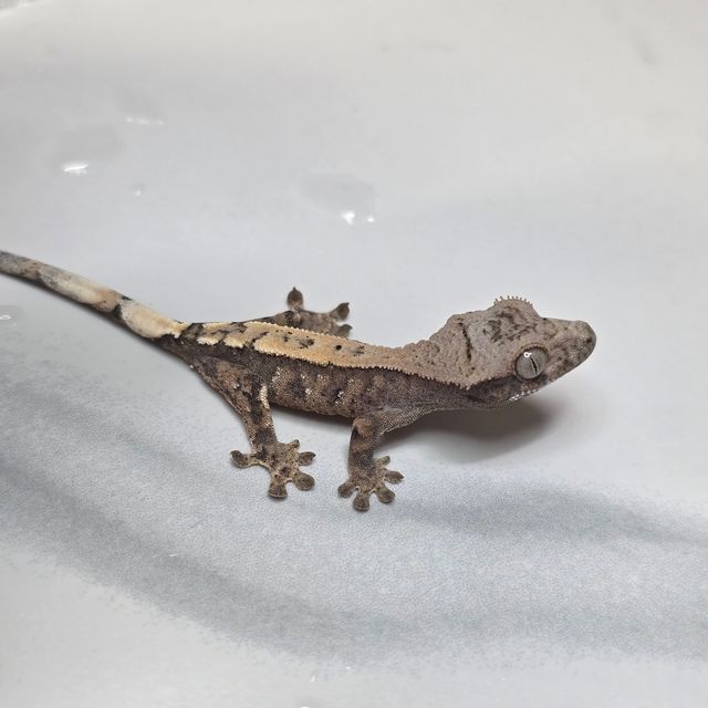 세이블