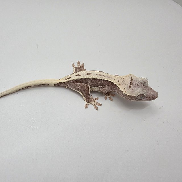 릴잔틱