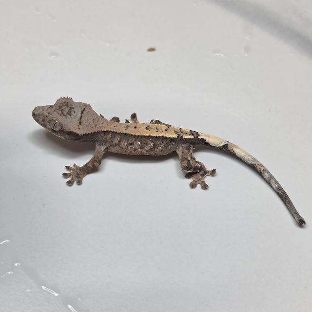 세이블