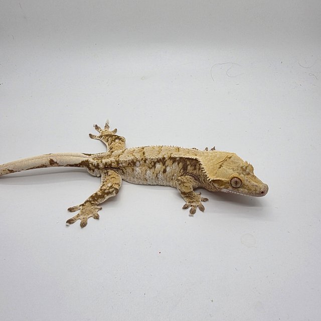 드리피 화이트스팟