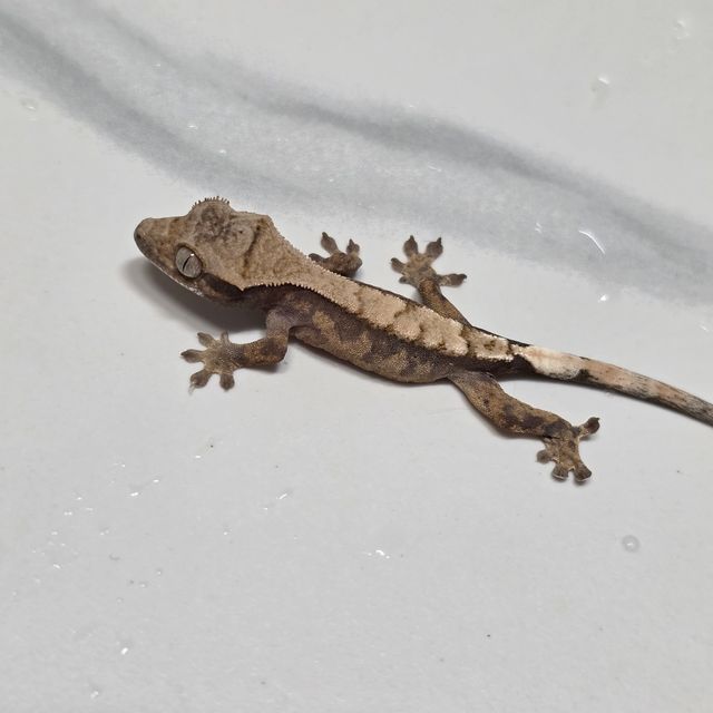 세이블