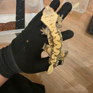 할리퀸 익스트림할리퀸