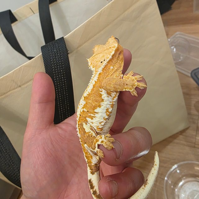 릴리화이트 크림시클 크림