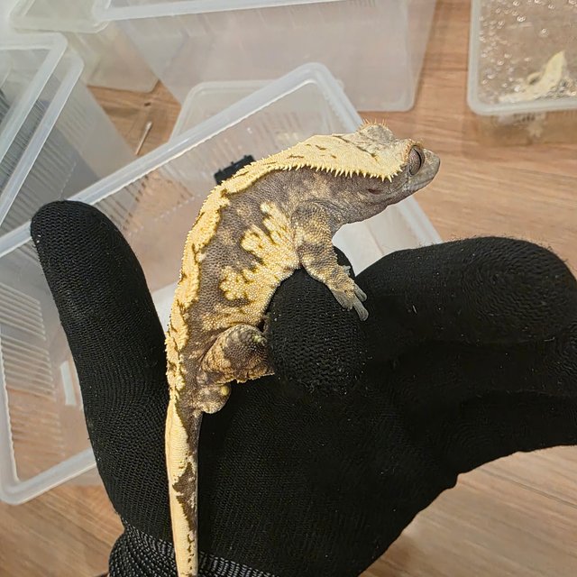 할리퀸 익스트림할리퀸