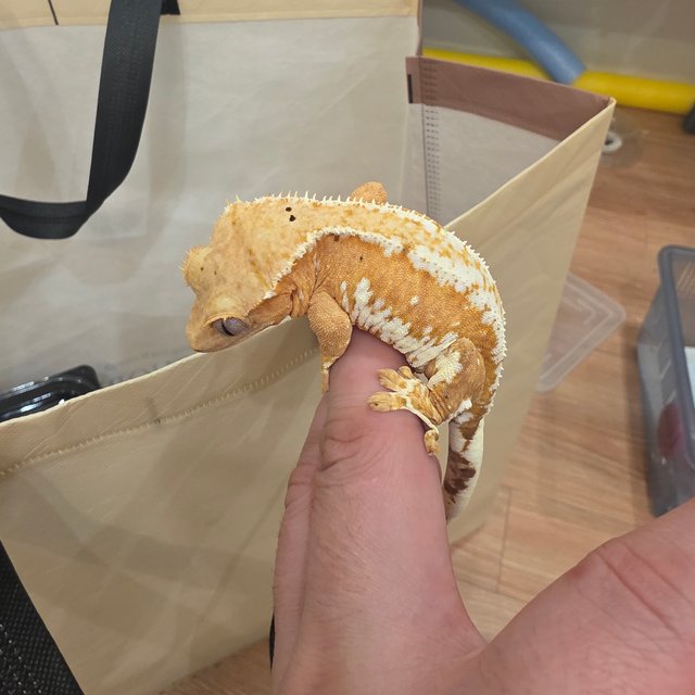 릴리화이트 크림시클 크림