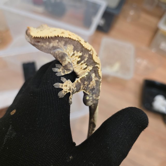 할리퀸 익스트림할리퀸