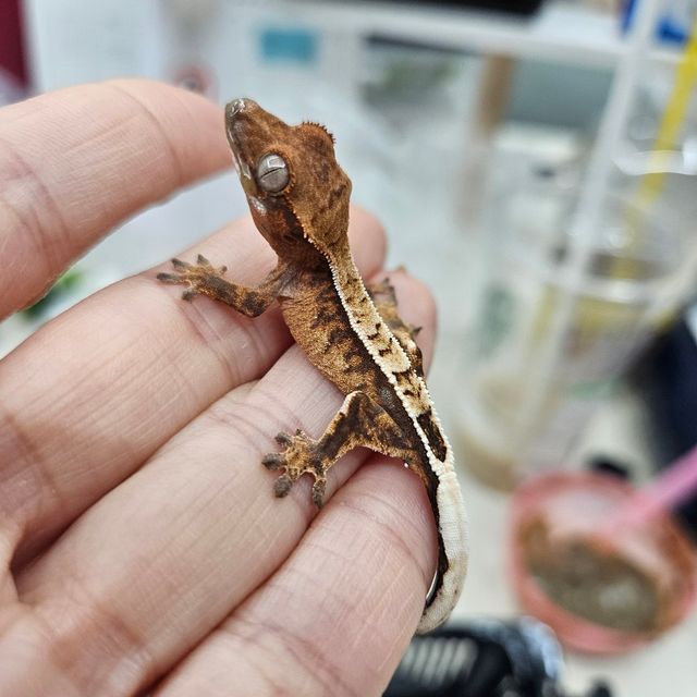 세이블