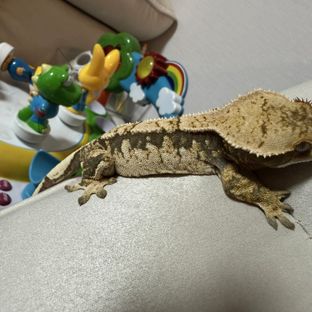 노멀 트라이 익스트림할리퀸