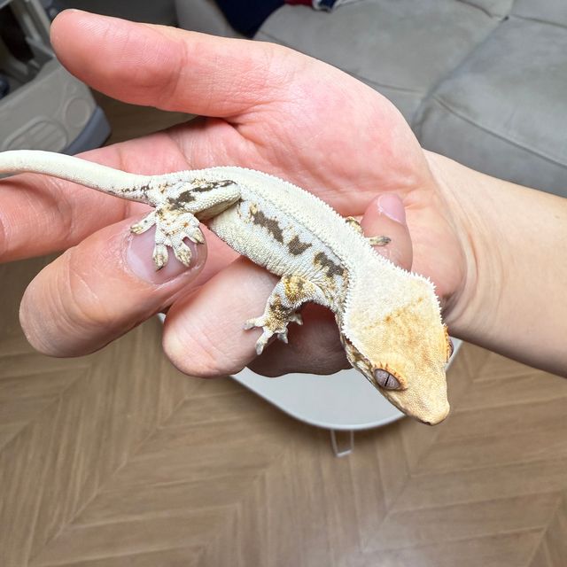 릴리화이트 풀핀