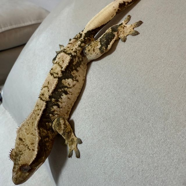 노멀 트라이 익스트림할리퀸
