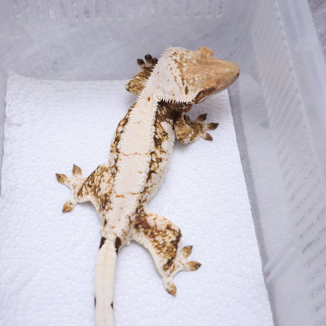 노멀 트라이 익스트림할리퀸