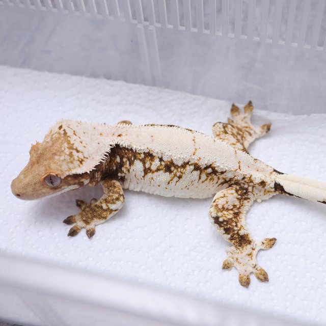 노멀 트라이 익스트림할리퀸