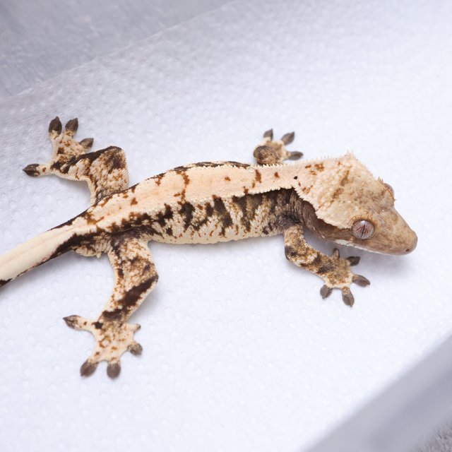 노멀 트라이 익스트림할리퀸 화이트