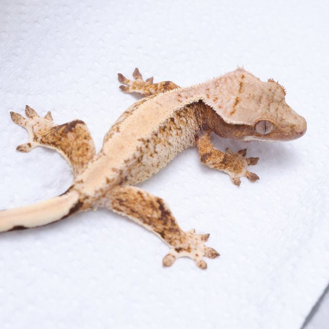 노멀 트라이 익스트림할리퀸 화이트스팟 화이트