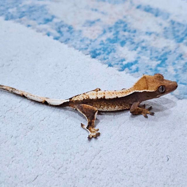 트라이 화이트 익스트림할리퀸