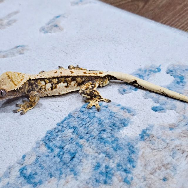 쿼드 풀핀 젠젝스