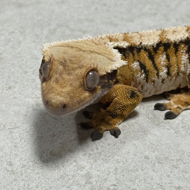 트라이 익스트림할리퀸 텐저린