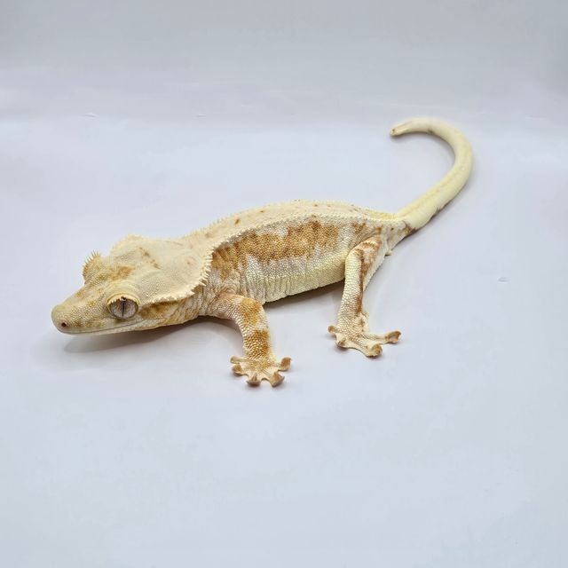 릴리100%헷아잔틱