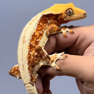 릴리화이트 레드