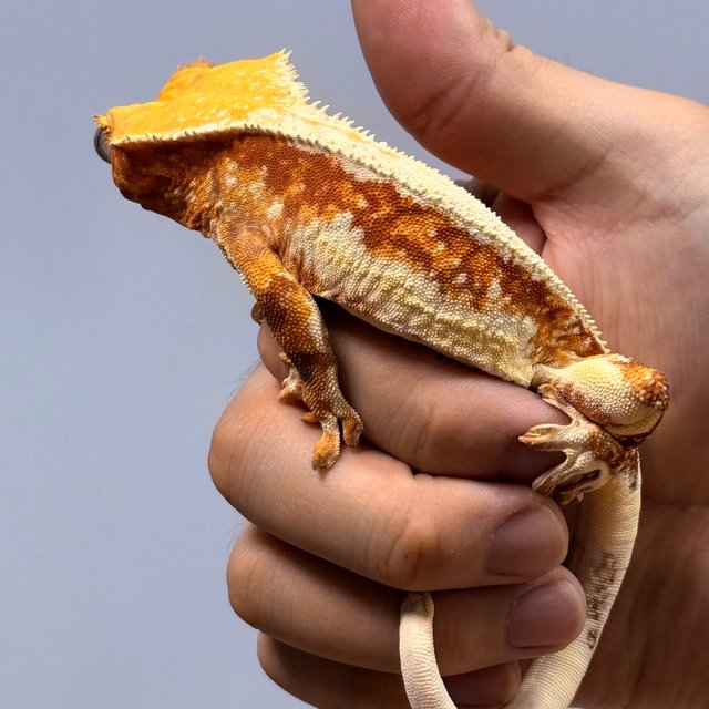 릴리화이트 레드