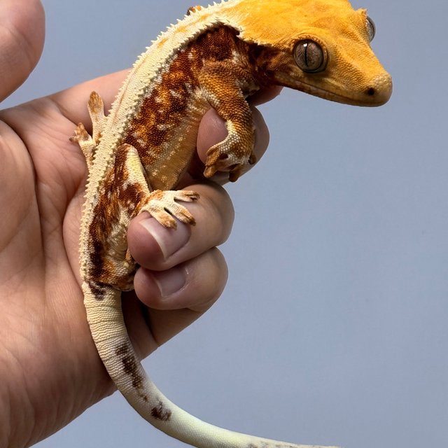 릴리화이트 레드