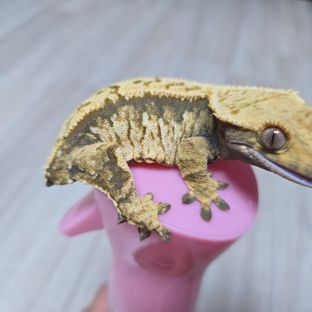 트라이