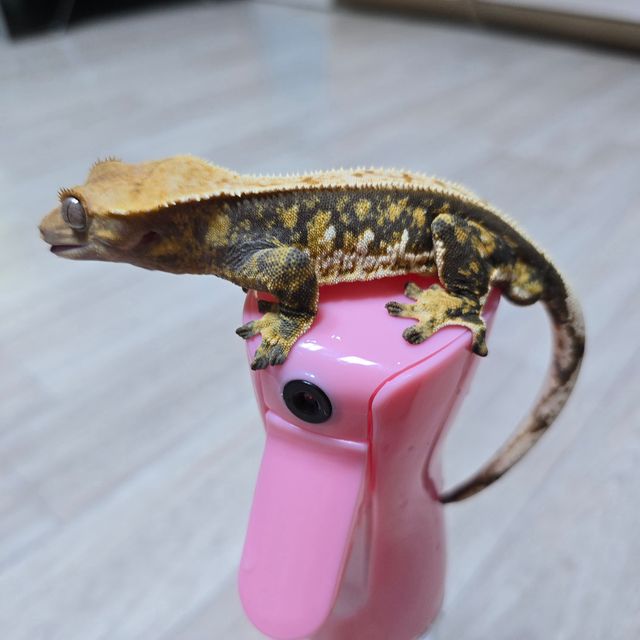 트라이