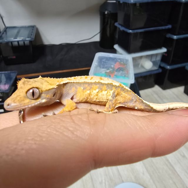 트라이