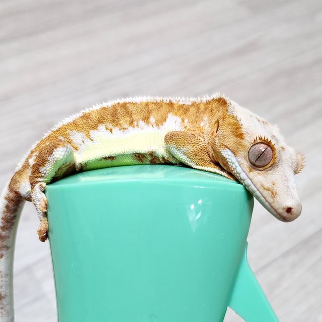 크림 릴리화이트