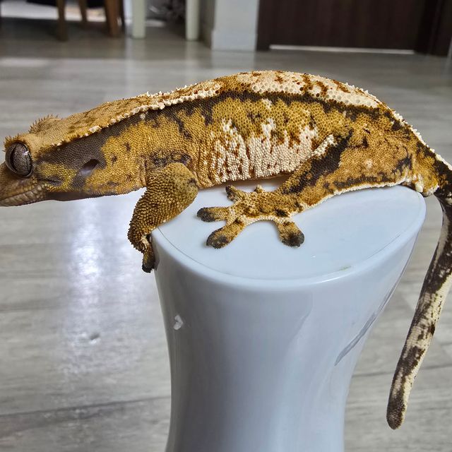 트라이