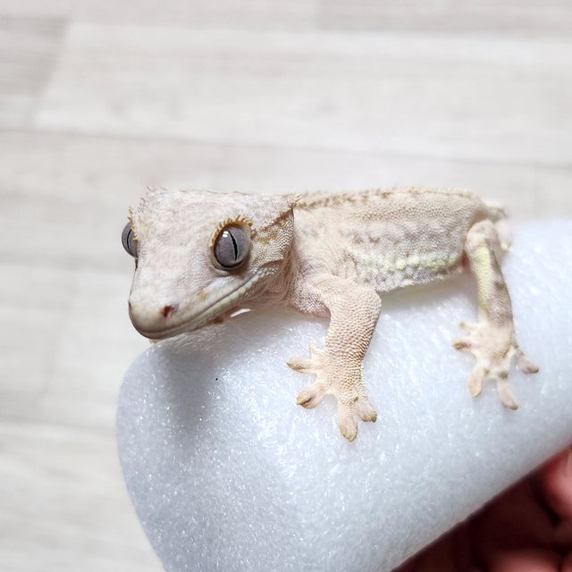 크림 팬텀 프라푸치노