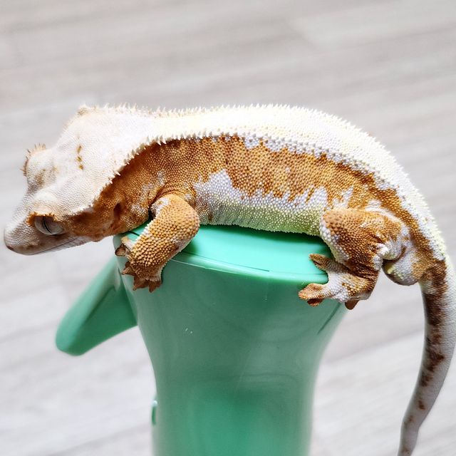 크림 릴리화이트